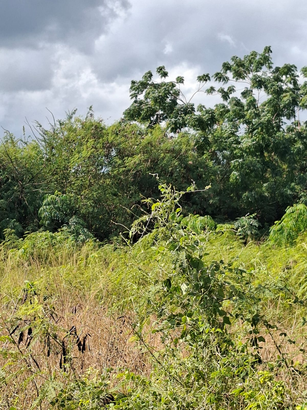 Terrain de 1,15 Arpent à Vendre à Pointe aux Biches | Opportunité de Développement PDS à l’Île Maurice